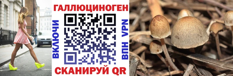 Купить  Борзя  Псилоцибиновые грибы прущие грибы 